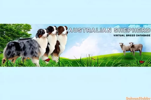 Alla ricerca degli ascendenti paterni e materni del tuo Australian Shepherd