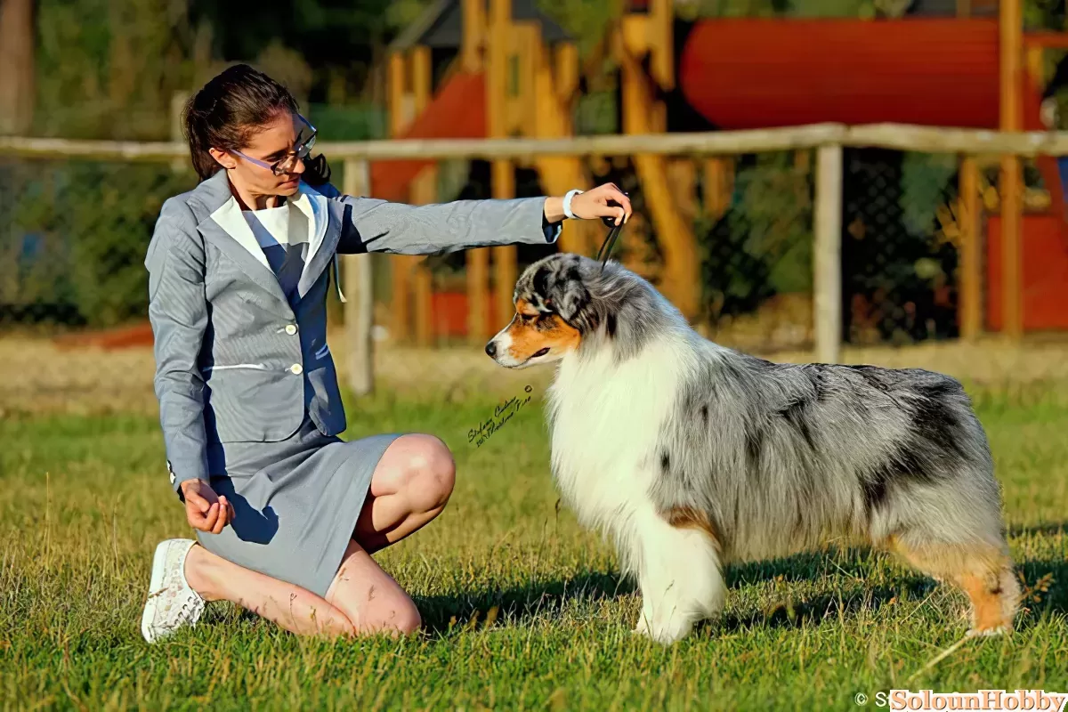 Allmark australian best sale shepherds