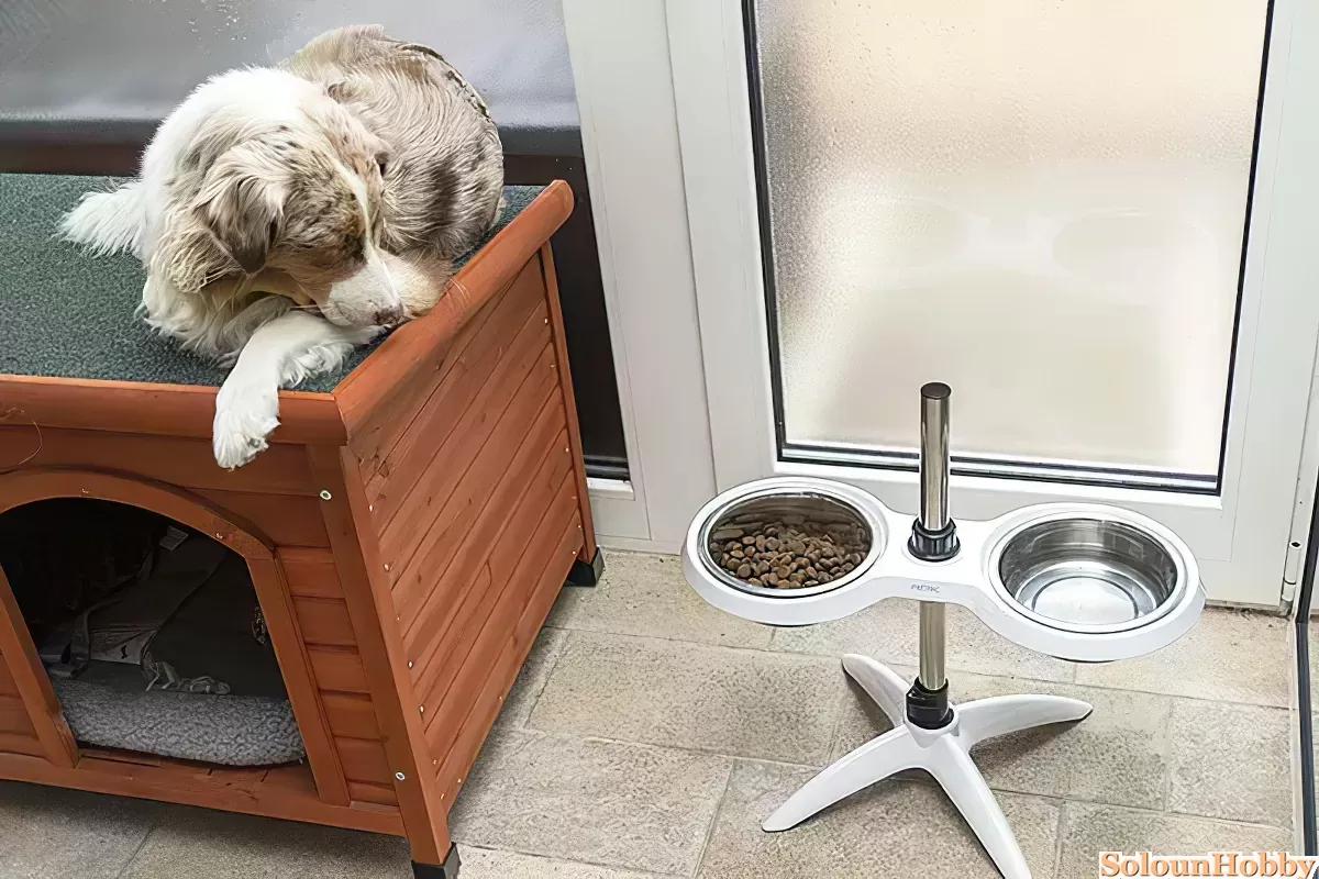 How much should an australian shepherd puppy eat sale